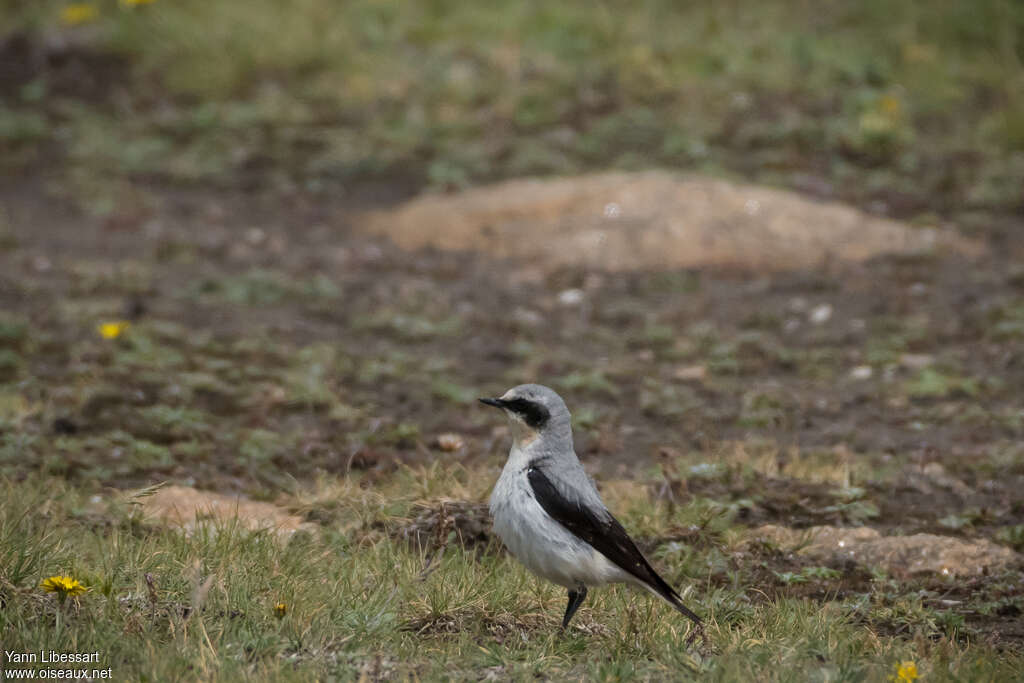 Northern Wheatear male adult, identification