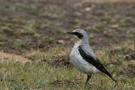 Northern Wheatear