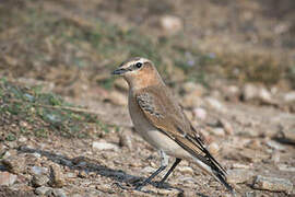 Northern Wheatear