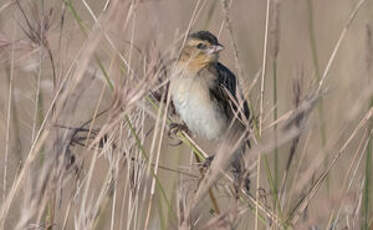 Travailleur cardinal