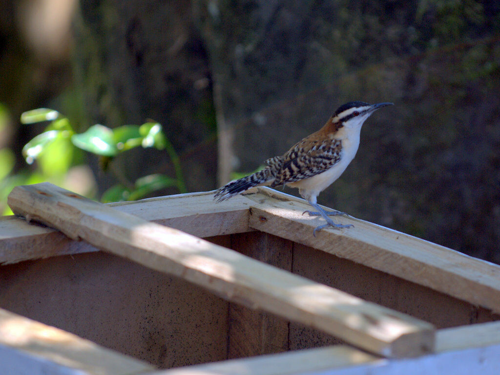 Rufous-naped Wren