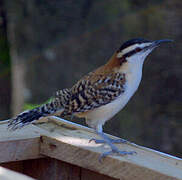 Veracruz Wren