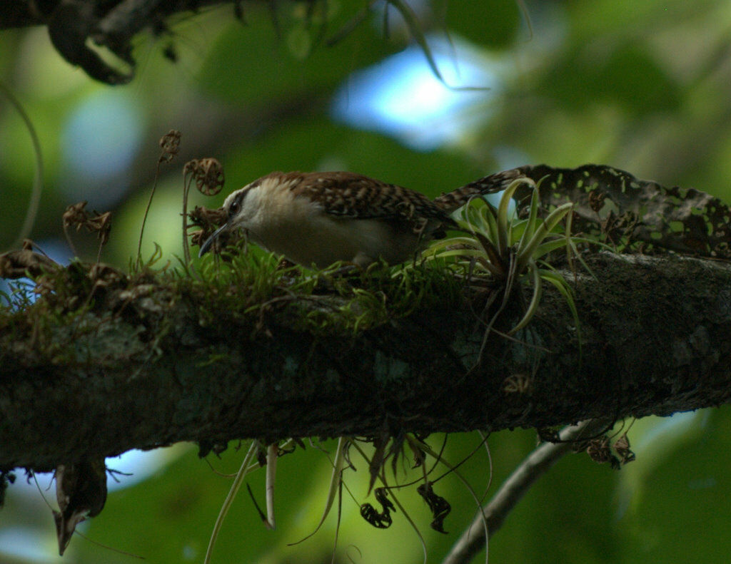 Rufous-naped Wren