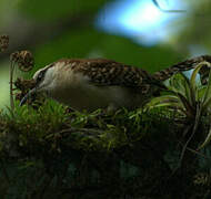 Rufous-naped Wren