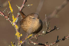 Eurasian Wren