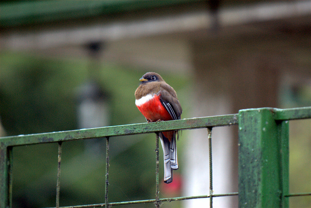 Trogon rosalba femelle adulte