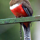 Trogon rosalba
