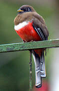 Collared Trogon