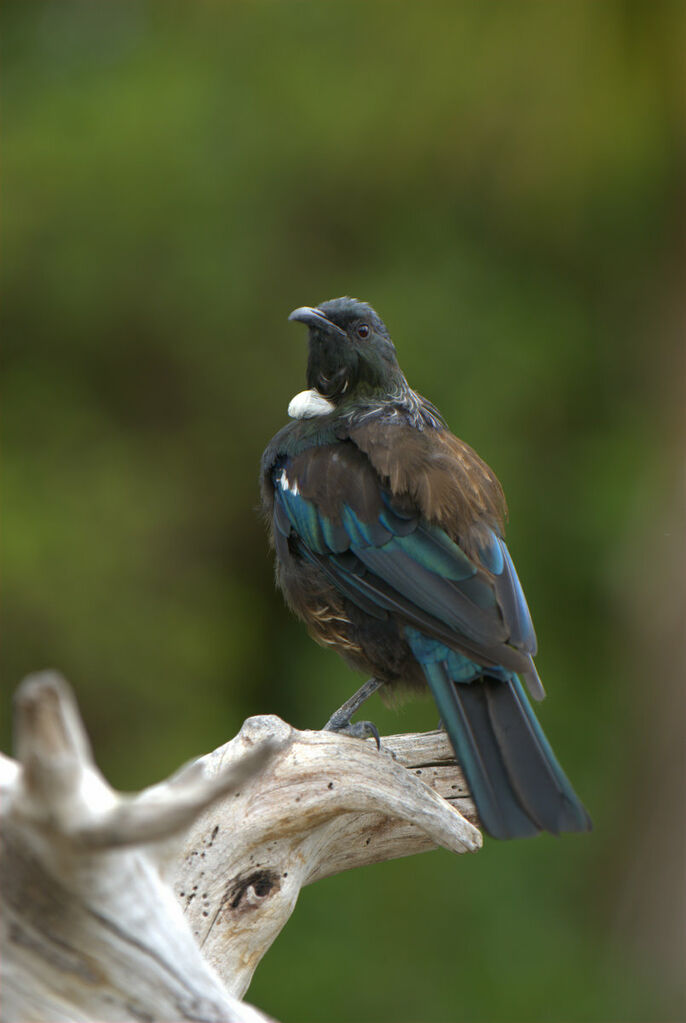 Tui