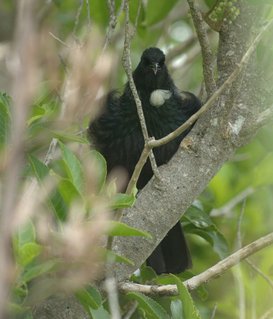 Tui