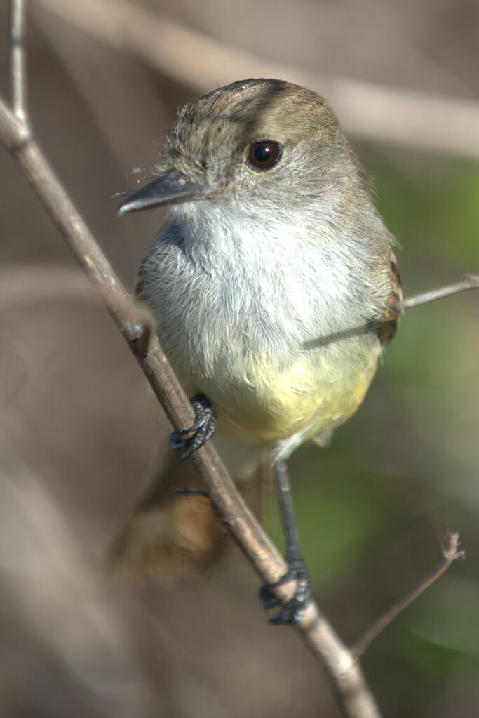 Galapagos Flycatcher