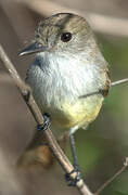 Galapagos Flycatcher