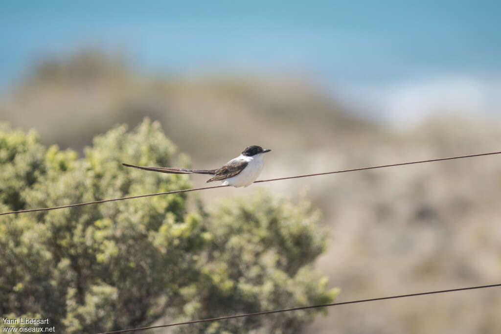 Fork-tailed Flycatcher, identification