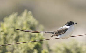 Fork-tailed Flycatcher