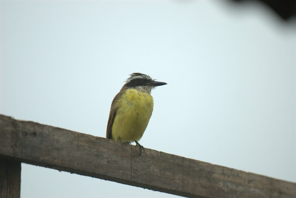 Great Kiskadee