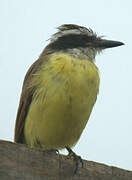 Great Kiskadee