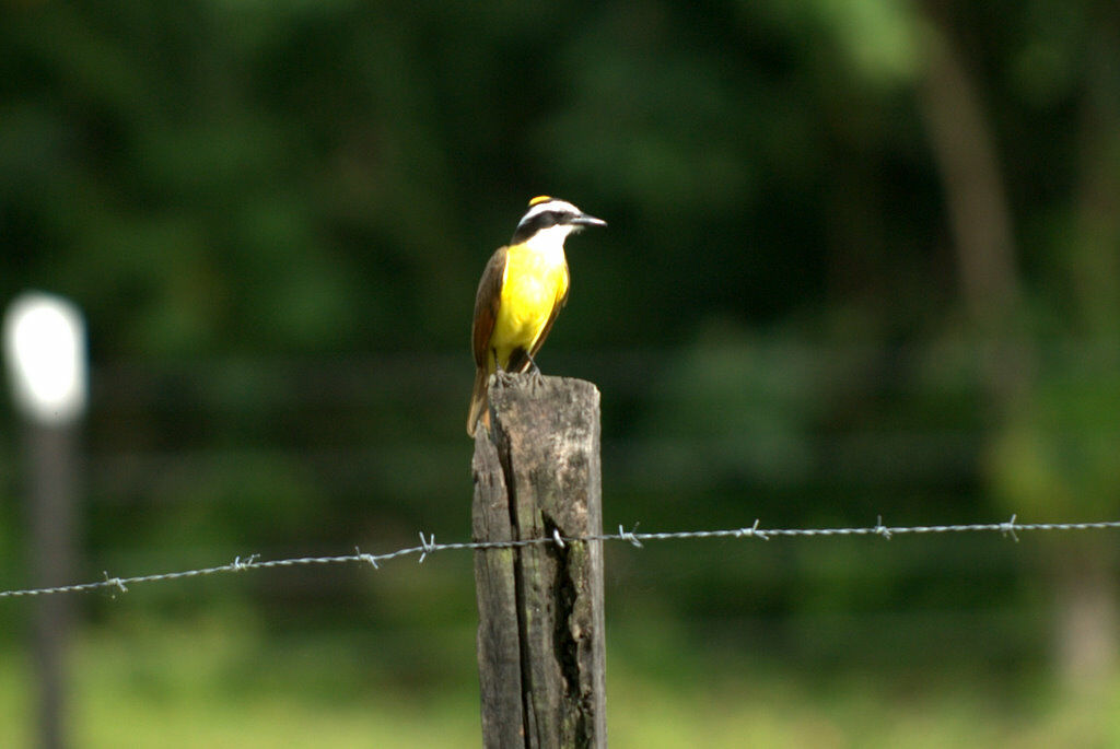 Great Kiskadee