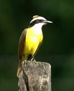 Great Kiskadee