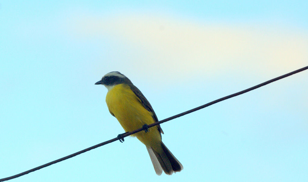 Social Flycatcher