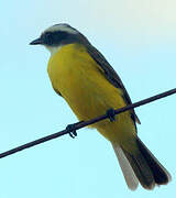 Social Flycatcher