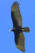 Turkey Vulture