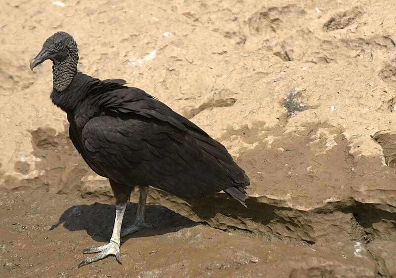 Black Vulture