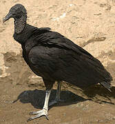 Black Vulture