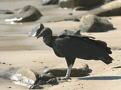 Black Vulture