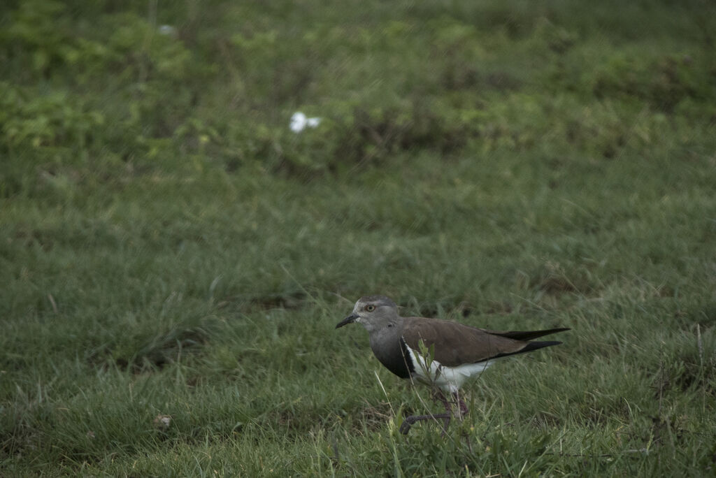 Black-winged Lapwing