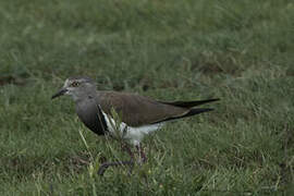 Black-winged Lapwing