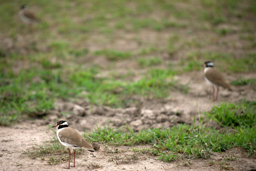 Black-headed Lapwing