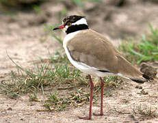 Black-headed Lapwing