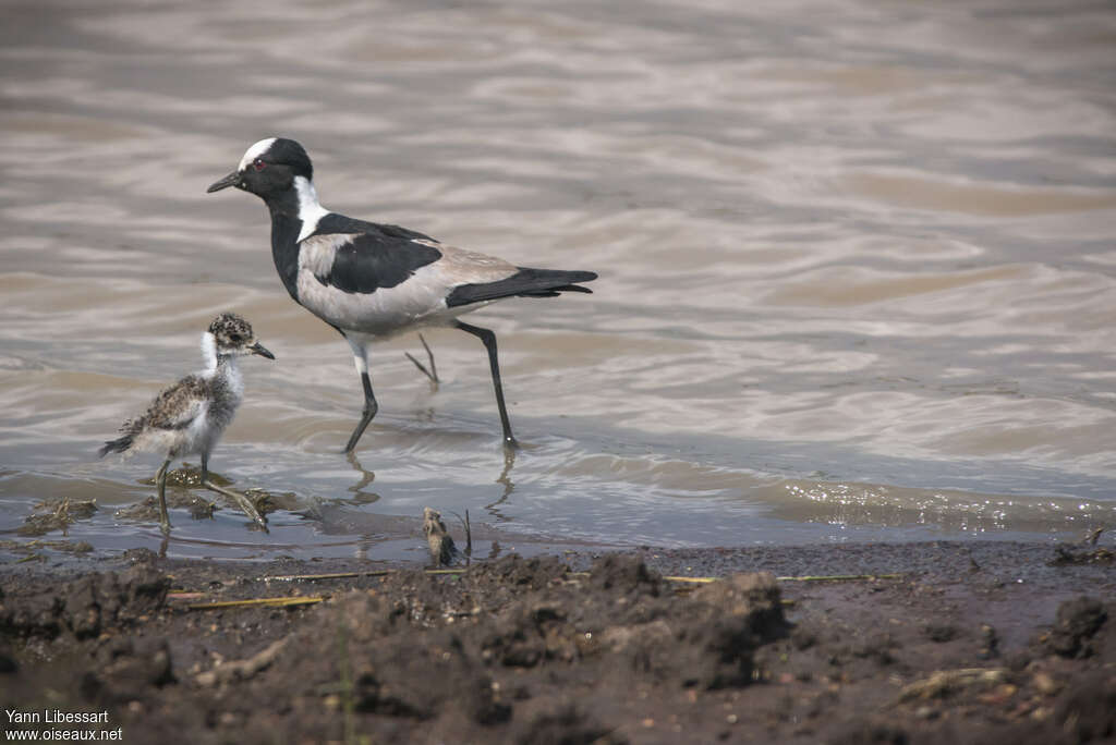 Blacksmith Lapwing, pigmentation