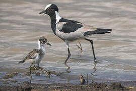 Blacksmith Lapwing