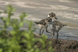 Blacksmith Lapwing