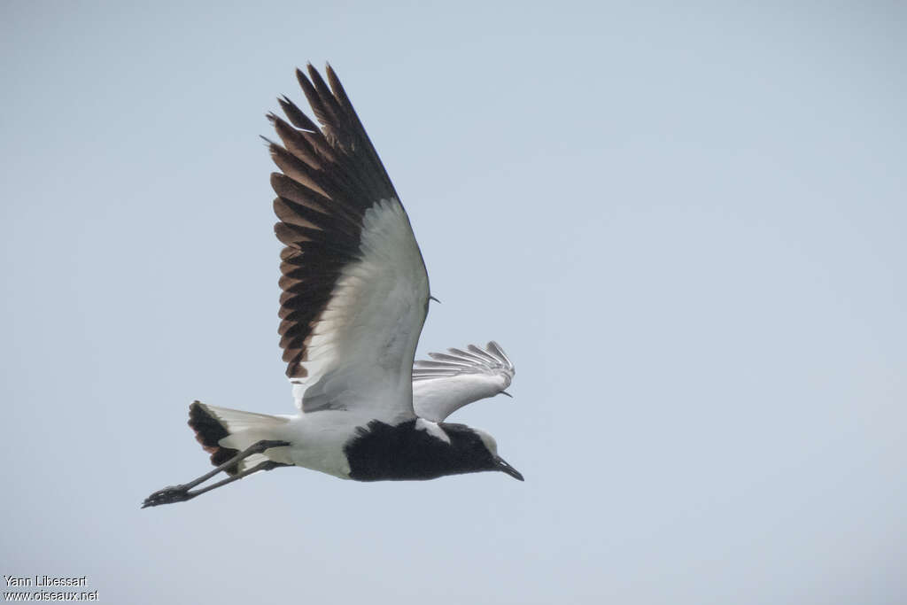 Blacksmith Lapwing, pigmentation, Flight, Behaviour