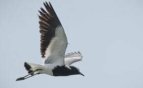 Blacksmith Lapwing