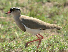 Crowned Lapwing