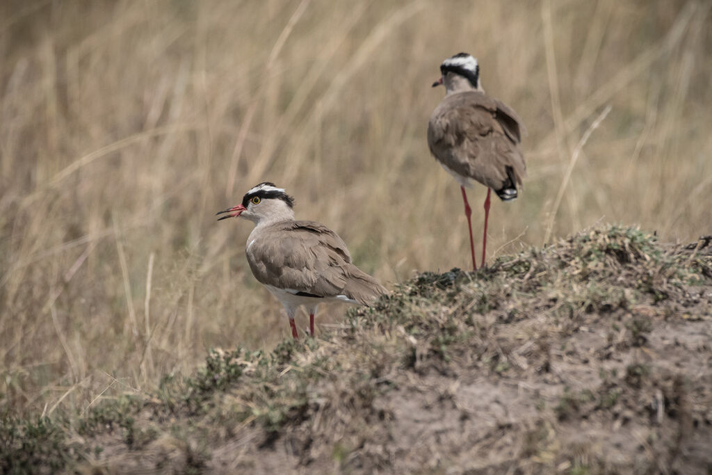 Crowned Lapwing