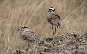 Crowned Lapwing