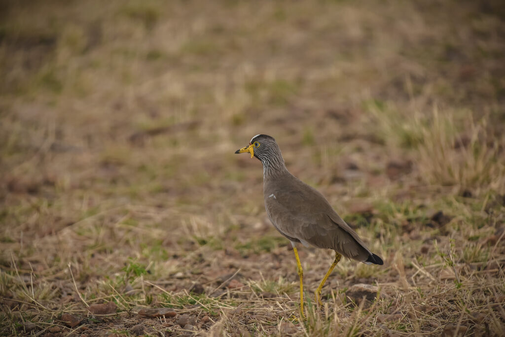 African Wattled Lapwing