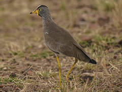 African Wattled Lapwing