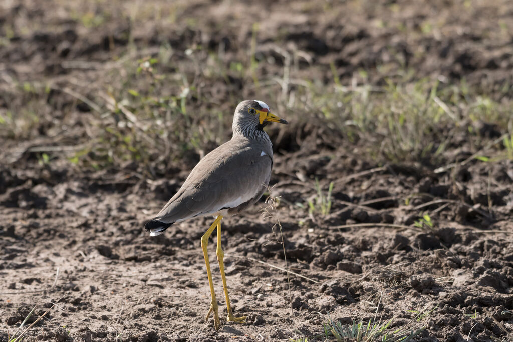 African Wattled Lapwing