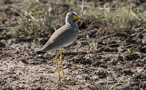 African Wattled Lapwing