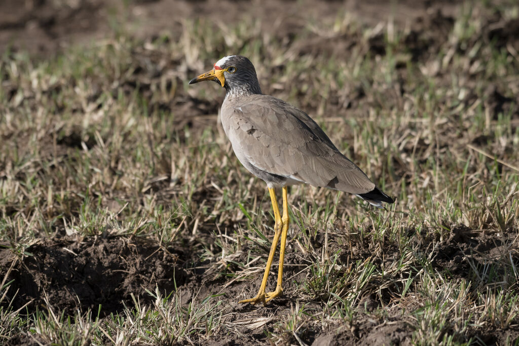 African Wattled Lapwing