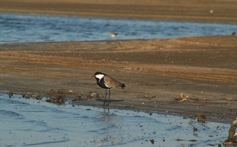 Spur-winged Lapwing