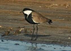 Spur-winged Lapwing