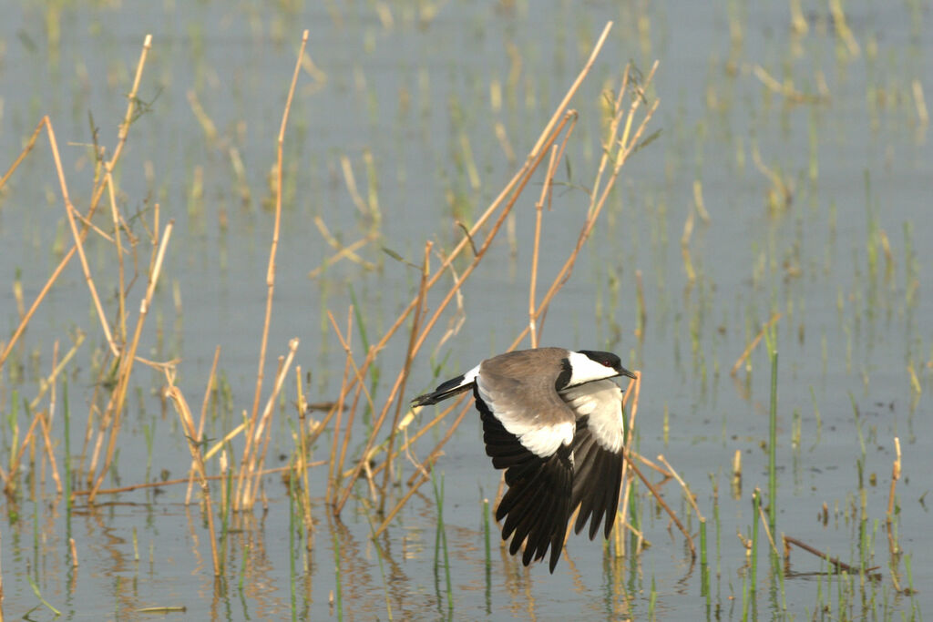 Spur-winged Lapwing