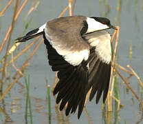 Spur-winged Lapwing