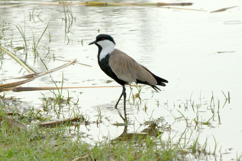 Spur-winged Lapwing